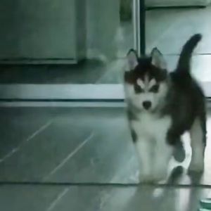 Meet your Posher, Grace